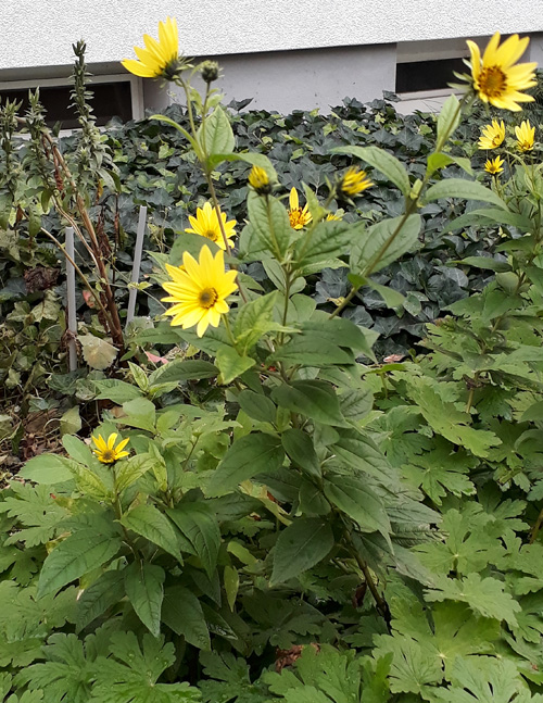 Topinambur, Helianthus tuberosus